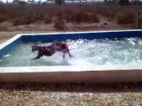 MDR ! Je n'ai jamais vu un chien s'amuser autant avec de l'eau !
