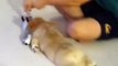 Corgi Puppy Pulled Around Floor by Human
