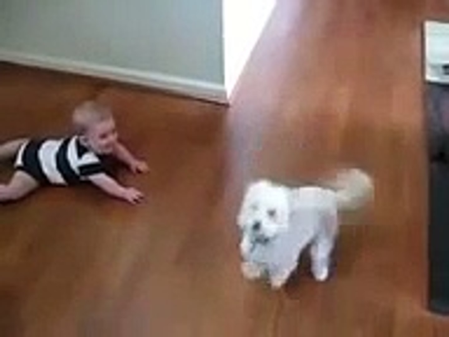 Dancing Dog Laughing Baby   Funny baby  funny dog videos   funny dog vines, baby 7