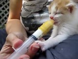 Sparkle- 2 week old kitten suckling his 3pm feed from a teat & syringe