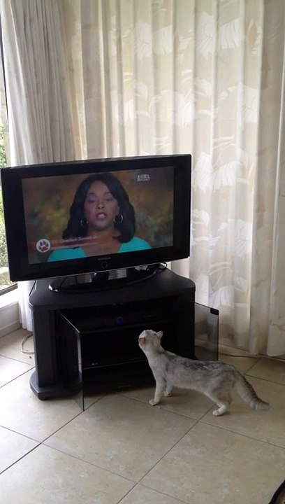 Burmilla cat watching TV