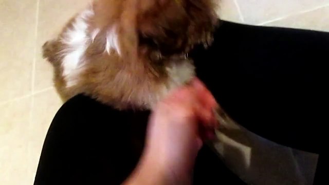 Louis the Shih Tzu 11 weeks old, first day at home, kindly licking my face!