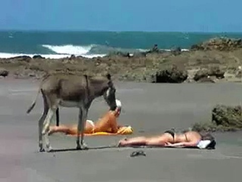 burro excitado