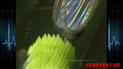 Mosquito life cycle ☆ Animals Giving Birth