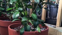 Growing Meyer Lemons in Containers