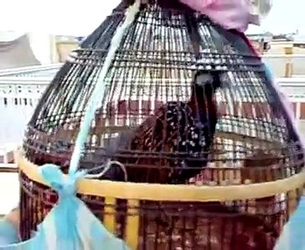 Black Francolin Speaking-awais khan attockKala Teetar.mp4