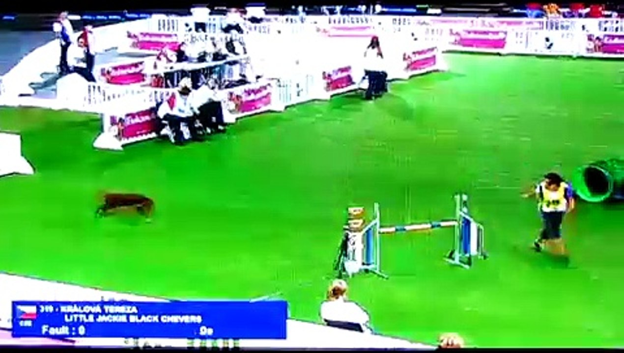 Agility World Championship 2011 - jumping individual 1st place, best time