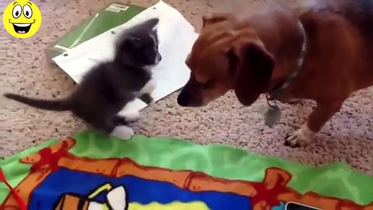 dog and cat funny video