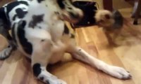 Great Dane and Yorkie playing together
