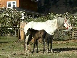Rescued from slaughter horse gives birth