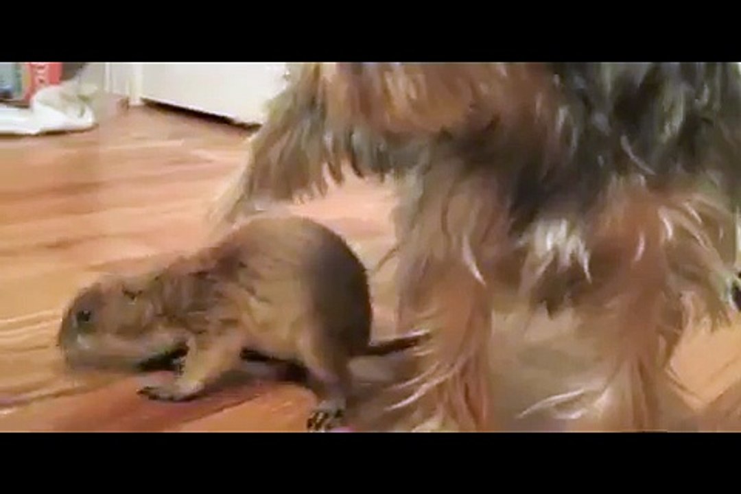 Dog vs Prairie dog