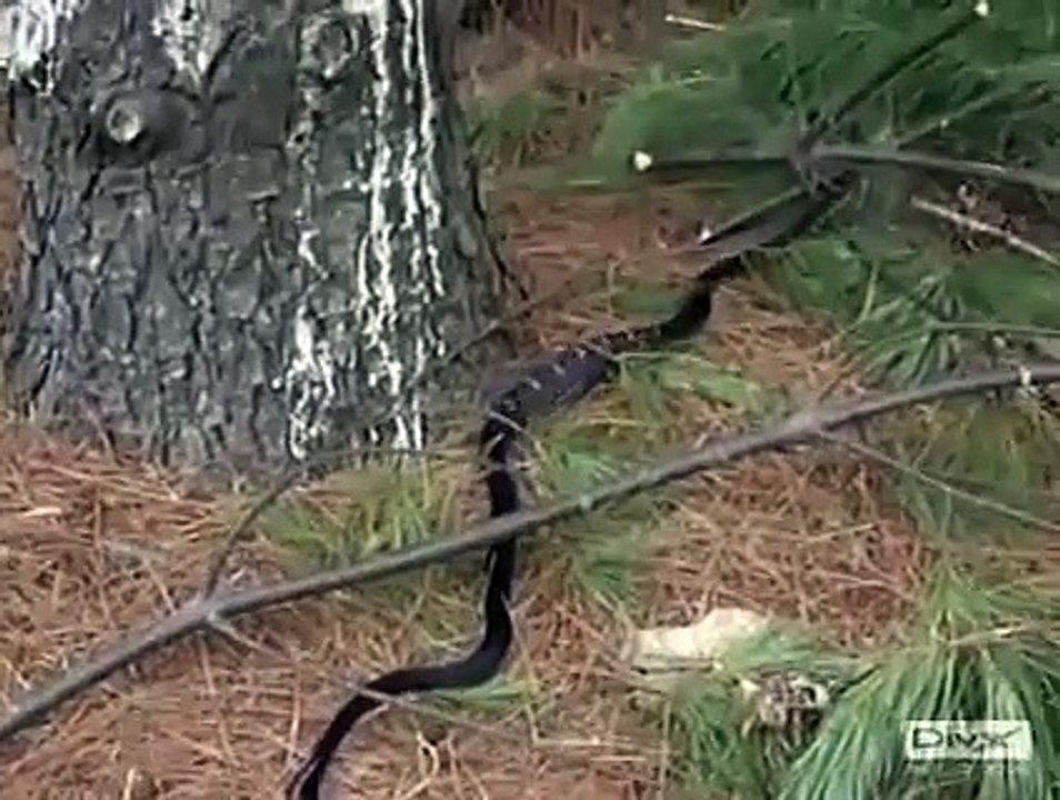 5 Metre Uzunluğundaki Dev Yılan