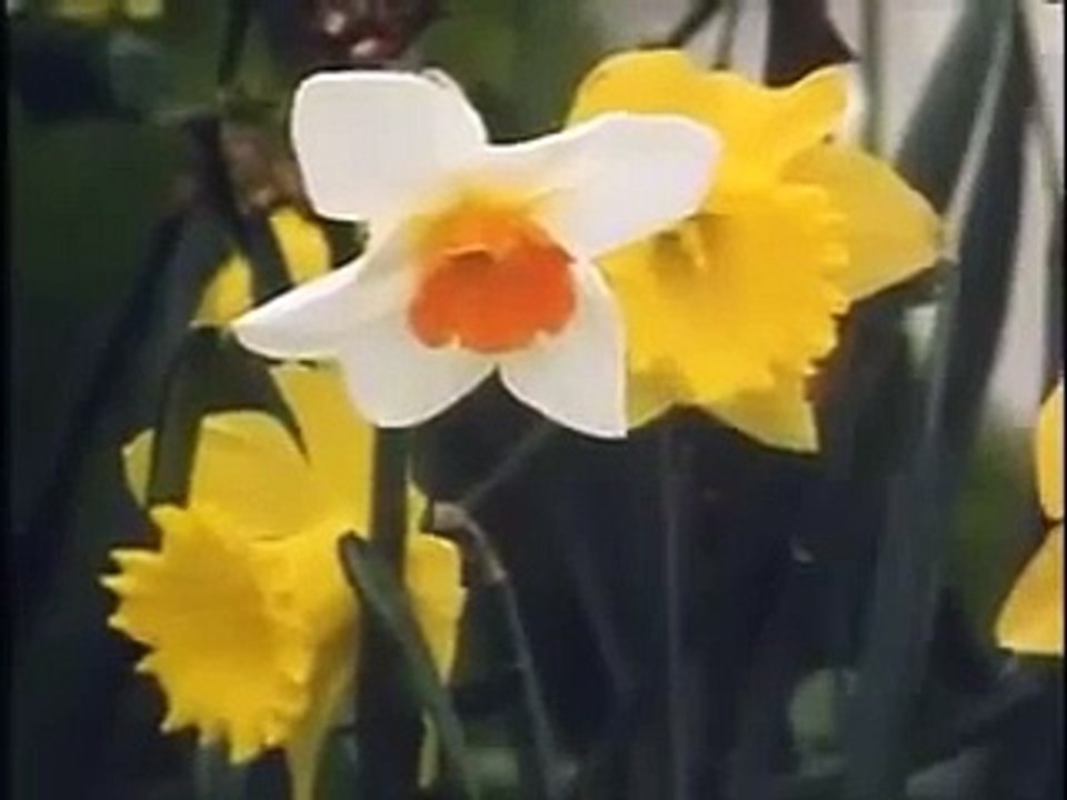 Hampstead Cover Up Similar Story From 1989 Satans Children