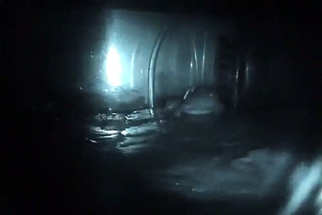 Pet American Bullfrog Tadpoles and Baby Frog