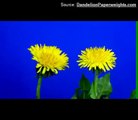 Dandelion Time-Lapse - Transformation from Yellow Dandelion Flower into Seed Head Clock