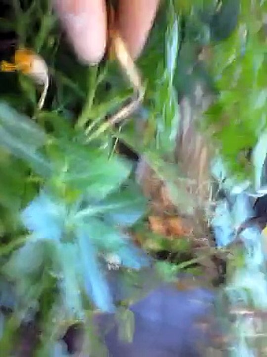 récupérer graines œillets d'Inde