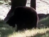 DISCOVERING THE BLACK BEAR Discovery Animals Nature documentary