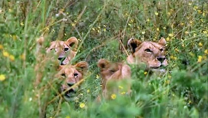 Aslanlara Özgü Yavru Yetiştirme Tekniği