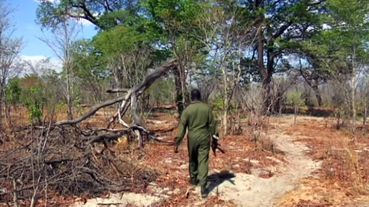 Zimbabwean pair due in court over lion killing