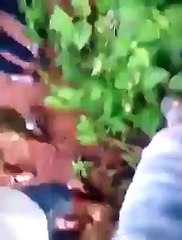Mojza Subhanallah Allah Pak Ki Qudrat