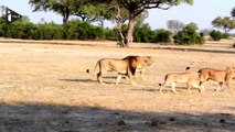 Zimbabwe : le braconnage d'un lion vedette soulève la polémique