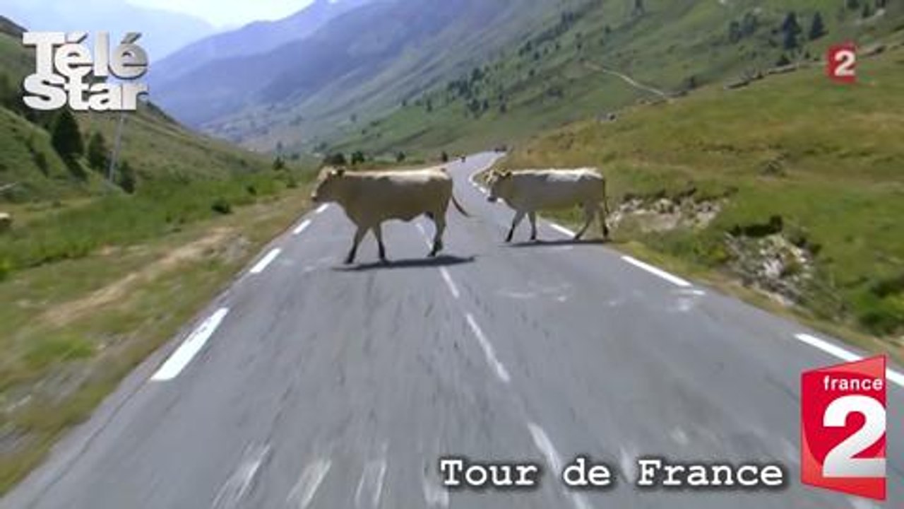 Tour de France 2015 : un troupeau de vaches traverse devant les coureurs