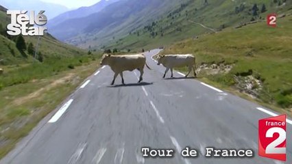 Tour de France 2015 : un troupeau de vaches traverse devant les coureurs