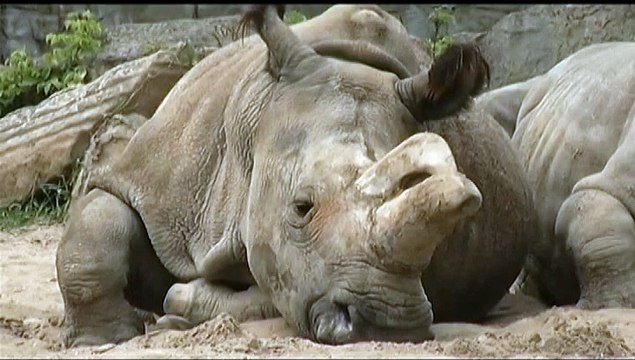 Regardez les images de Nabire, le rhinocéros blanc du nord mort en République Tchèque