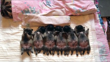Line of sleeping puppies (pugs)  Уснувший в ряд мопсов отряд