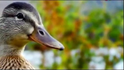 Urdu Cartoon Kahani (Urdu Stories for Children): Batakh Ki Bahadri