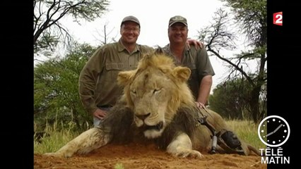 Mort de Cecil le lion : le bourreau identifié