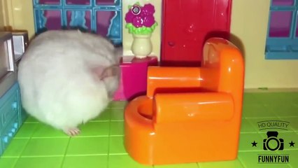 Mischievous Hamster - Best Of Hamster