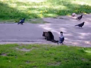 Crow Tease the Cunning Cat