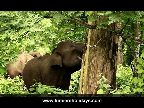 Best Kerala Tour Packages | Holiday & Honeymoon Packages