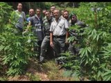 Lamezia Terme (CZ) - Sequestrata piantagione di marijuana (29.07.15)