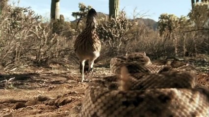 Çıngıraklı Yılan İle Roadrunner Karşılaşırsa