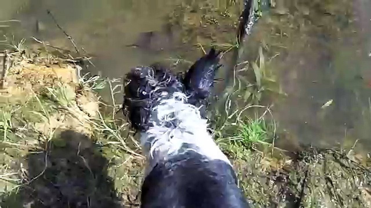 Waterlogged Puppy