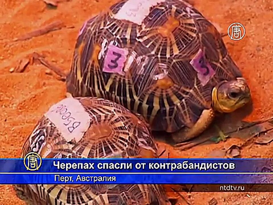 Редких черепах спасли от нелегальных торговцев