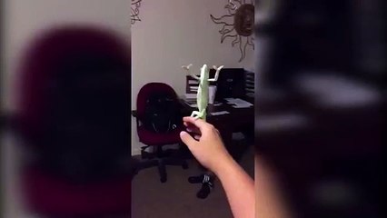 Ce Caméléon essaie d'éclater des bulles