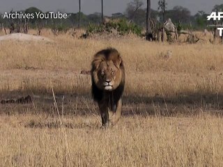 Mort du lion Cecil: deux Zimbabwéens attendus devant le juge sans leur client américain