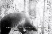 Ours Pyrénées,Balou filmé par une caméra automatique 16 Mars 2012.