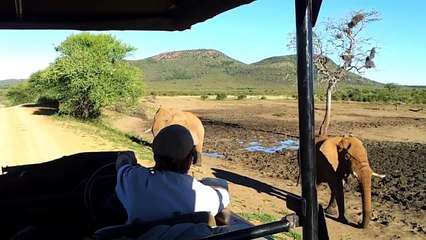 120410 South Africa safari Madikwe reserve elephant attack charging our jeep.mp4