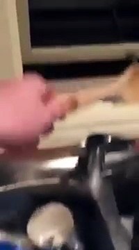 Un opossum trop mignon refuse de quitter la cuisine