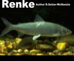Renke Fische Tiere Animals Natur SelMcKenzie Selzer-McKenzie