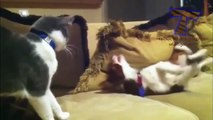 Komik TV   Dogs and cats meeting for the first time   Cute and funny dog & cat compilation   En komi