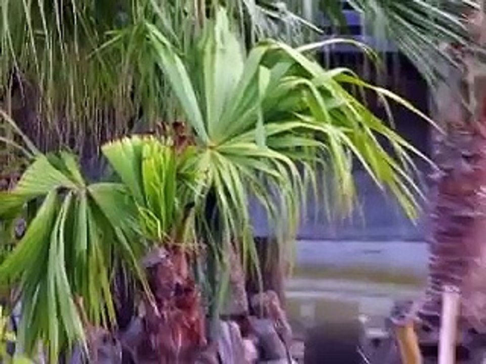 一村の杜　奄美パーク　田中一村美術館　Isson's Forest