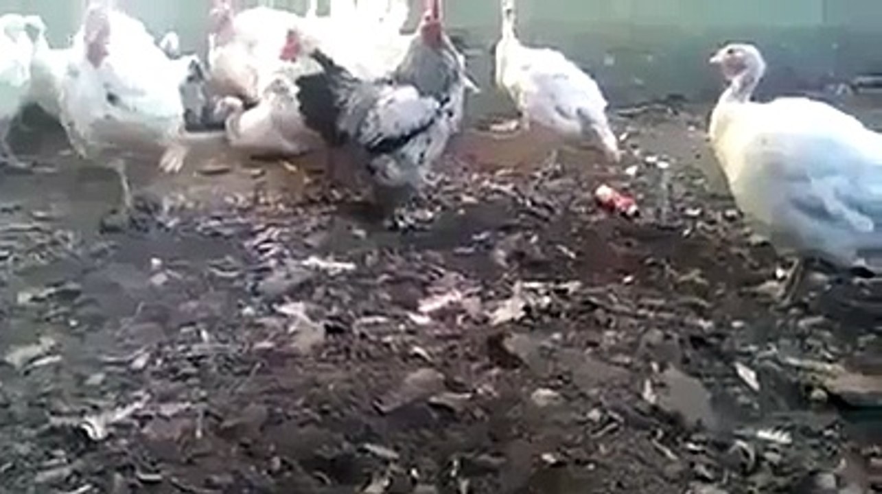 ایک بار دیکھیں بار بار دیکھیں گے اور گارنٹی سے آپ شئیر کرینگے -