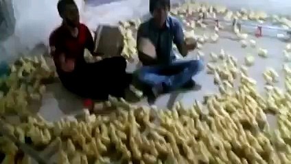 Çılgın kankalar civcivleri coşturuyor