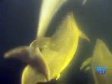 Habitantes dos Mares: Mamíferos - O Golfinho Nariz de Garrafa