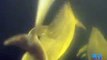 Habitantes dos Mares: Mamíferos - O Golfinho Nariz de Garrafa